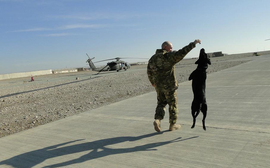Pfc. John Tani, an Army National Guard flight medic with G Company, 2nd Battalion, 135th General Support Aviation Regiment, holds a treat for Joe, a black Labrador who serves as a morale and therapy dog at Camp Leatherneck and Camp Bastion, Afghanistan. Tani has a golden retriever at home in Utah and said he likes having Joe around occasionally to bring the stress level down.