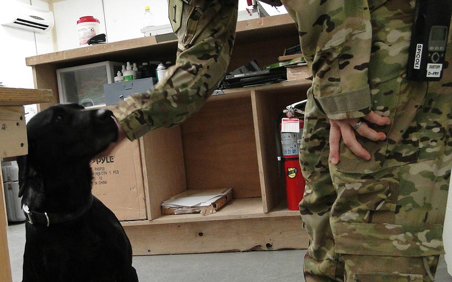 Chief Warrant Officer Darren Freyer, a pilot with G Company, 2nd Battalion, 135th General Support Aviation Regiment, plays with Joe, a black Labrador, inside the Dust Off compound at Camp Bastion, Afghanistan.