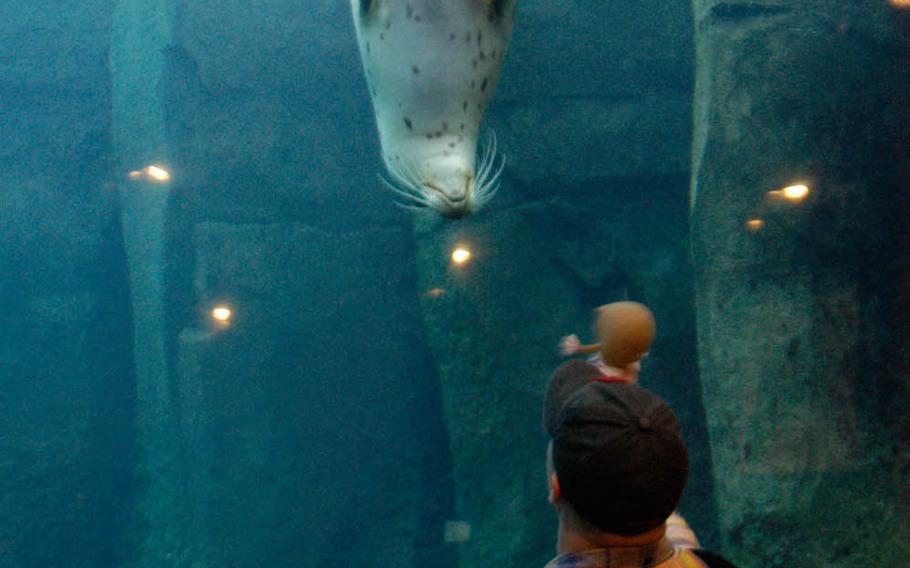 A seal frolics in front of a customer at the Seward SeaLife Center in Seward, Alaska. The sleepy little town is a major tourist destination during the summer.