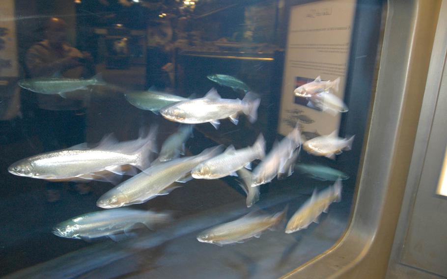 A school of salmon swim in a tank at the Seward SeaLife Center in Seward, Alaska.