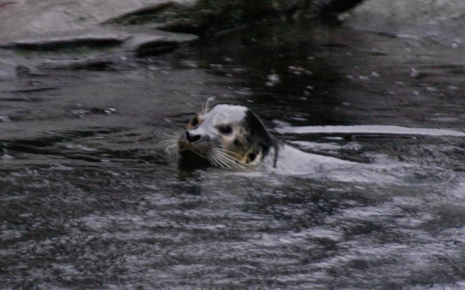 A seal swims at the SeaLife Center in Seward, Alaska. During the summer, visitors flock to the resort town.