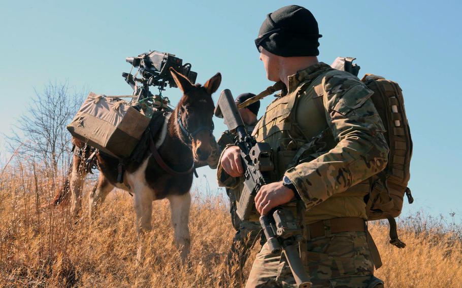 A U.S. Army Green Beret, assigned to 3rd Special Forces Group (Airborne), provides security for a mule carrying an Mk 47 grenade launcher during mule packing training on Fort Bragg, N.C., on Jan. 27, 2015.
