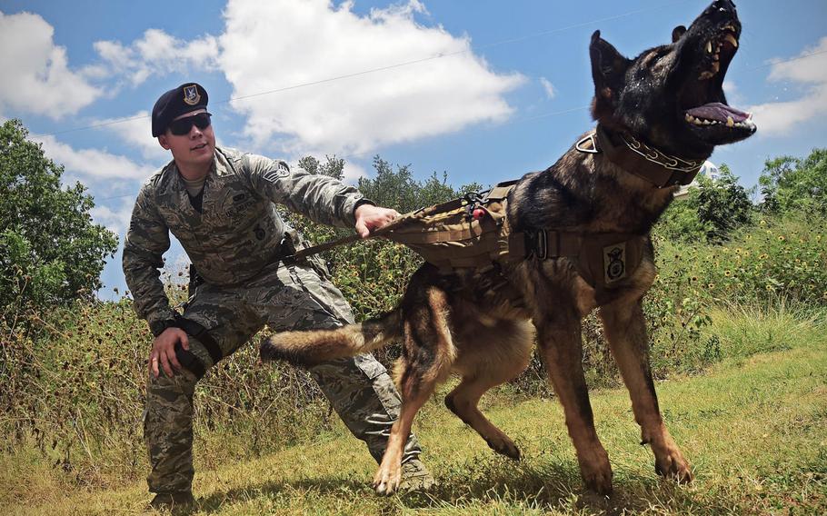Rocco, a German Shepherd military working dog, led by handler Senior Airman Jordan Fuller, prepares to subdue a simulated aggressor during a demonstration at Joint Base San Antonio-Lackland Medina Annex, Texas, on Thursday, July 23, 2015. Both Rocco and Fuller are attached to the 802nd Security Forces Squadron military working dog section.