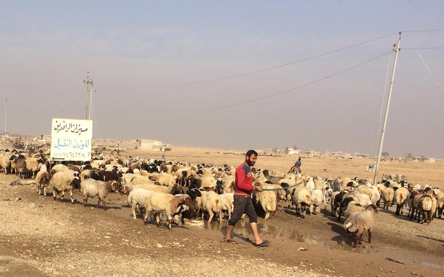 A shepherd drives sheep from territory liberated from the Islamic State to return them to their owners, who fled villages near Mosul two years ago.