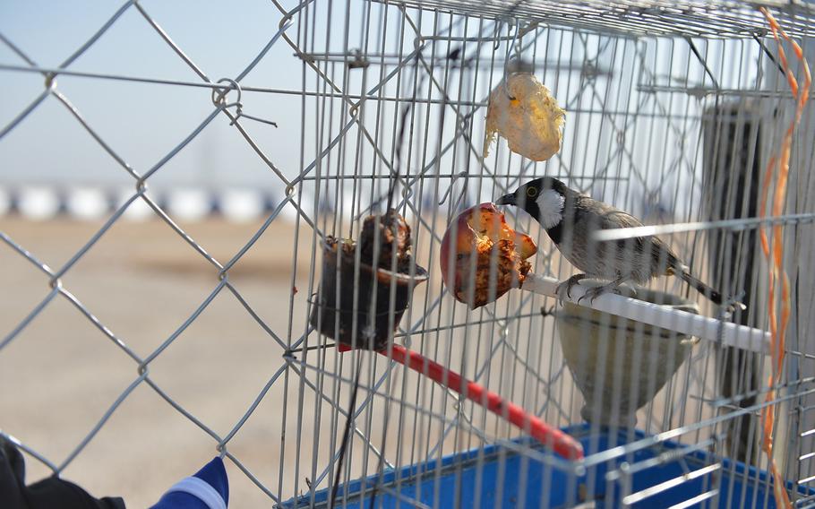 One Iraqi family fleeing from a Mosul neighborhood brought their songbird with them and hung its cage, pictured here on Monday, Nov. 7, 2016, on the fence outside their makeshift tent at the Khazir displacement camp in Hassan Sham, about 20 miles from Iraq's second largest city, where Iraqi forces were fighting to oust Islamic State militants.