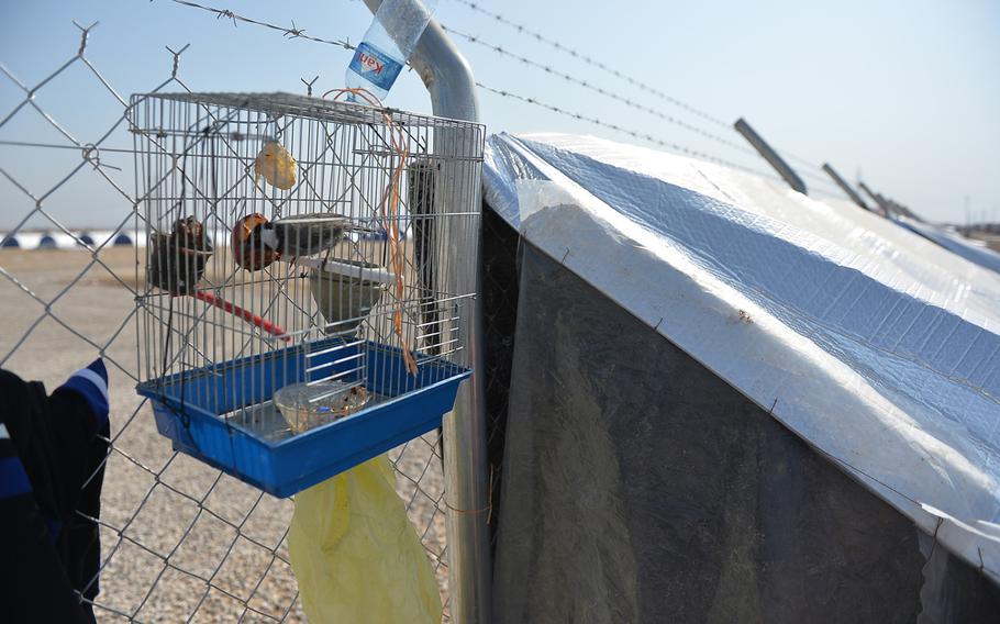 A cage holding a songbird, pictured on Monday, Nov. 7, 2016, hangs on the fence outside a displaced Mosul family's makeshift tent at the Khazir displacement camp in Hassan Sham, about 20 miles from Iraq's second largest city, where Iraqi forces were fighting to oust Islamic State militants.