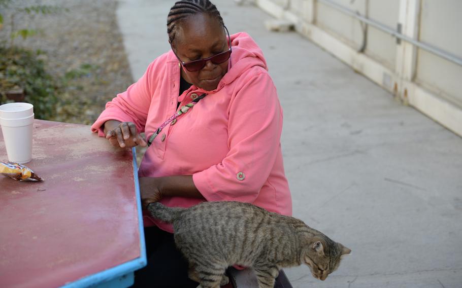Cricket, a cat in NATO's Feline Force Protection Program, follows volunteer Leslie O'Connor around Resolute Support Headquarters in Kabul, Afghanistan, on Nov. 8, 2016. Some health experts worry the vaccinated cats in the program, which are meant to keep unvaccinated strays away from the base, are getting too close to residents.