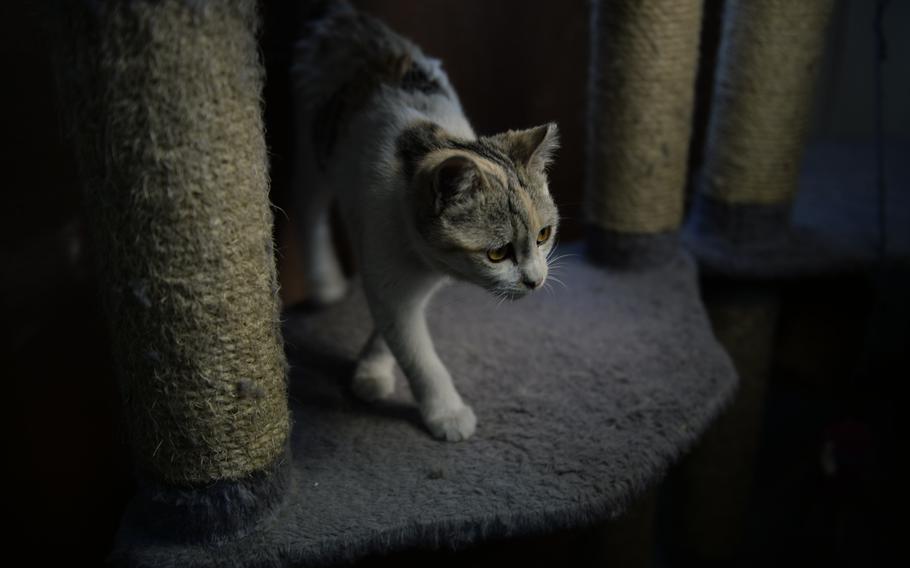 A recently vaccinated kitten found outside the main gate of Resolute Support headquarters walks around the base's Feline Force Protection Program's office. Volunteers say fewer cats are being discovered and sent for treatment because the vaccinated cats chase new ones away. They also don't procreate because they are fixed.