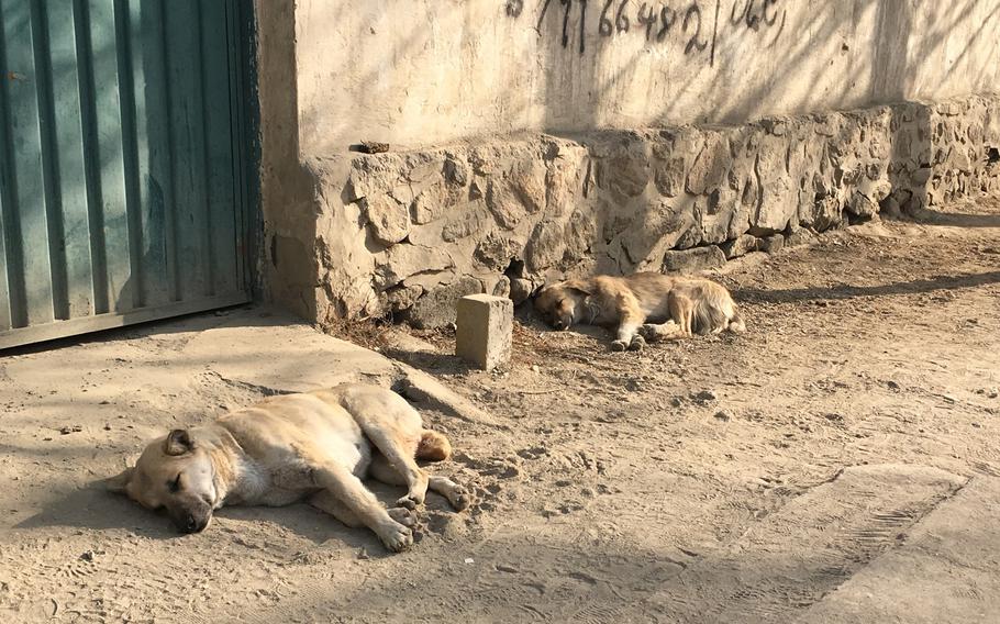Stray dogs loiter on a street in Kabul, Afghanistan, on Dec. 27, 2016. Health experts in Afghanistan say almost all human cases of rabies in the country are transmitted through dog bites. Few, if any, are caused by cats.