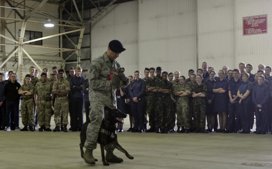 Royal Air Force Air Cadets from all over England witness a demonstration of military dog obedience by a security forces airmen at RAF Lakenheath, England, Friday, April 7, 2017. Students ages 13-20 rotated through practical demonstrations inside a hangar by airmen from various units.