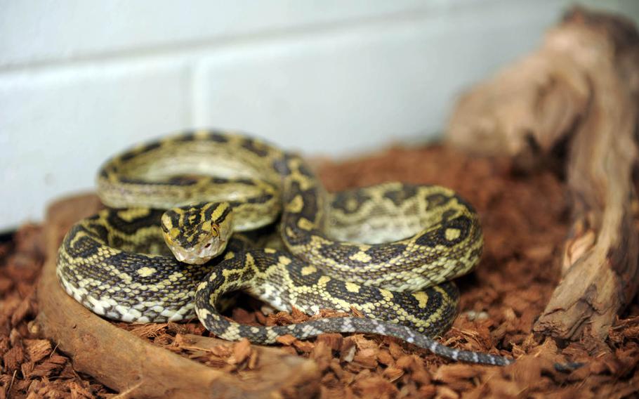 A venomous habu snake rests in a reptile tank at Kadena Air Base, Japan, in 2013.