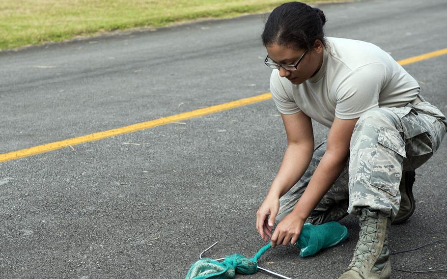 Airman 1st Class Adrianna Washington, 18th Civil Engineer Squadron pest management specialist, ties a net filled with habu snakes last year at Kadena Air Base, Japan.