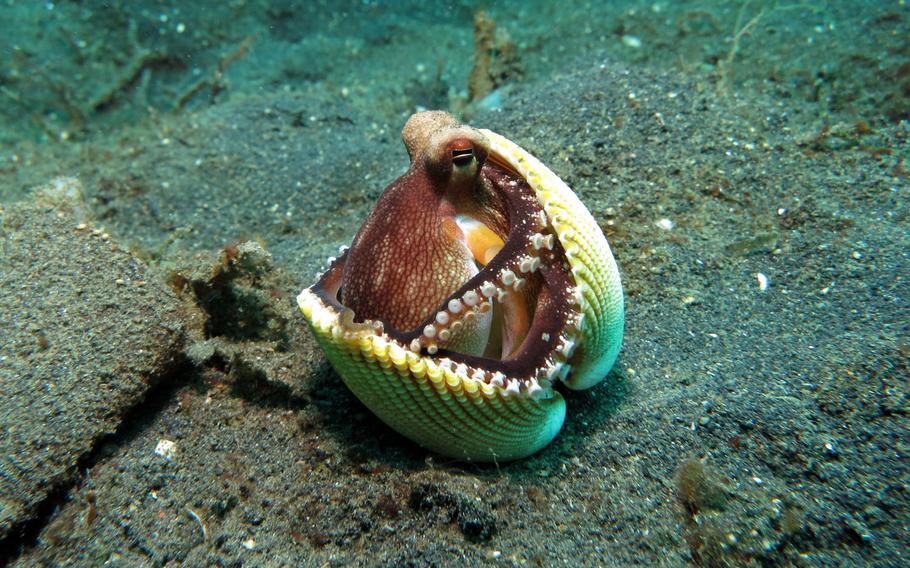 An octopus uses a shell as camouflage.