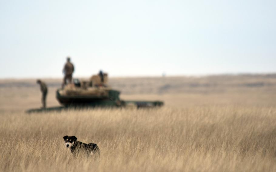 A stray dog watches as U.S. soldiers wait for orders on top their M1A2 Abrams tank, during training in Smardan, Romania, Wednesday, Dec. 6, 2017.