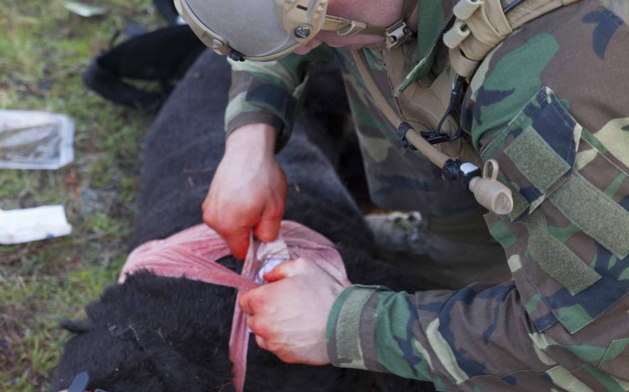 A K-9 handler with U.S. Marine Corps Forces, Special Operations Command, applies medical dressings to a "robot dog" during medical training at Stone Bay on Marine Corps Base Camp Lejeune, N.C., Dec. 1, 2017. During this training, handlers practice applying medical aid on the new training dog for the first time, which is in its final stages of testing and development.
