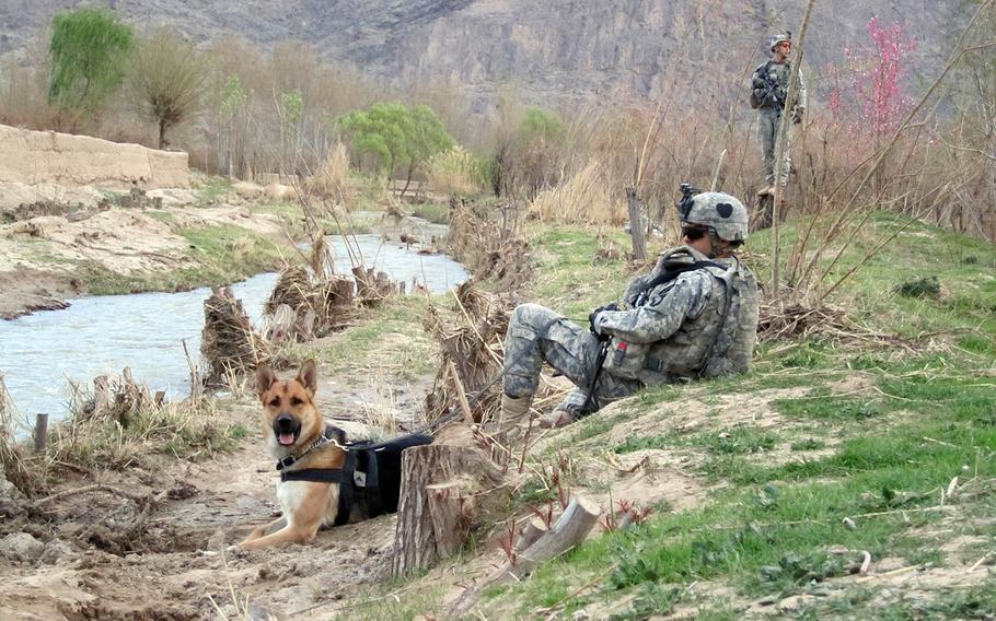 Army specialist Andrew Spaulding and tactical explosives detection dog Bono, the dog he handled, during Bono's first deployment in Afghanistan in 2010. Bono deployed with a different handler again in 2012.
