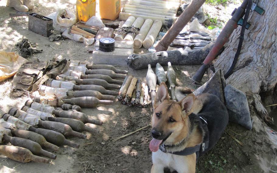 Tactical explosives detection dog Bono guards a cache he helped disocver while on patrol with U.S. forces during his first deployment in Afghanistan in 2010.