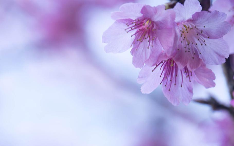 The Japan Meteorological Corporation said most cherry tree blooms would begin appearing in the southern parts of mainland Japan Tuesday, March 20, 2018, and in the north by April 30.