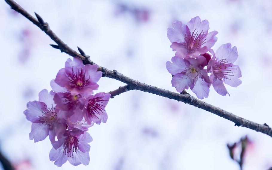 The annual National Cherry Blossom Festival kicks off in Washington, D.C., Tuesday, March 20, 2018, and will continue through April 15.