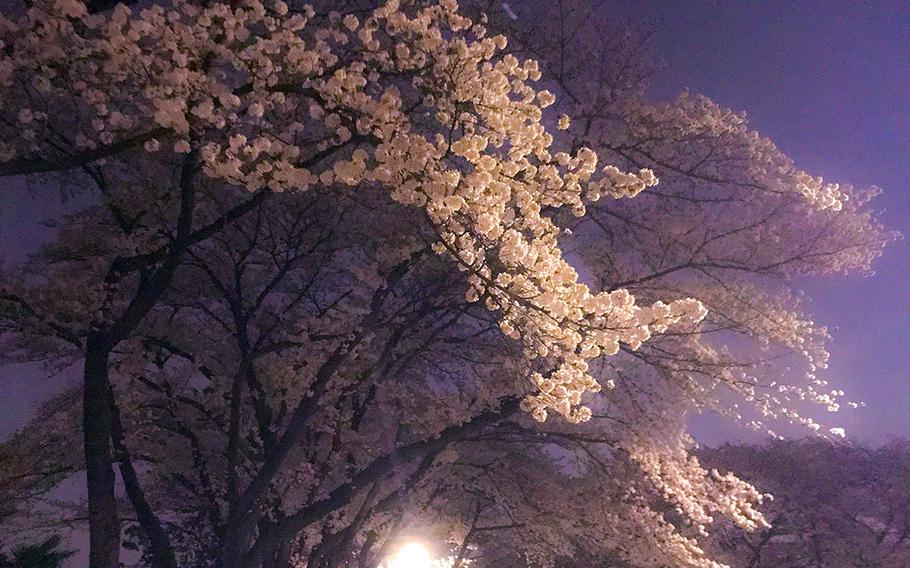 Street lamps light up cherry blossoms at Yokota Air Base, Japan, Tuesday, March 27, 2018.
