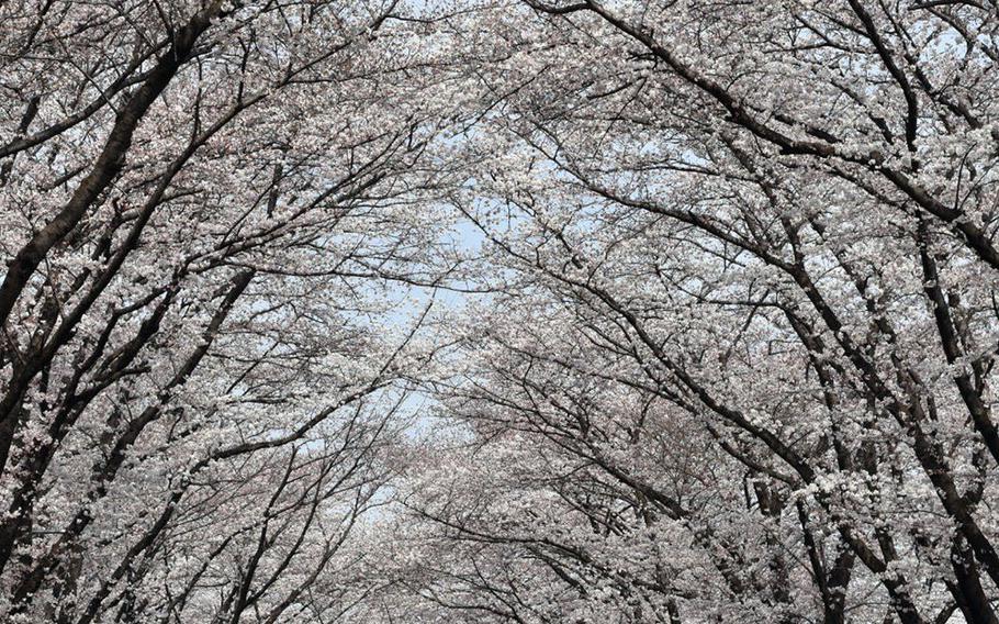 Sakura bloom on the east side of Yokota Air Base, Japan, Tuesday, March 27, 2018.