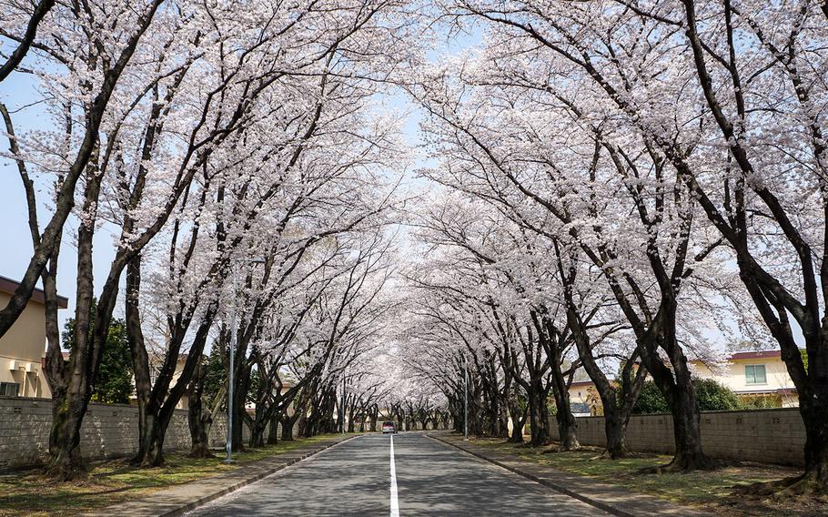 Blooming cherry blossom trees line a roadway at Yokota Air Base, Japan, Thursday, March 29, 2018.