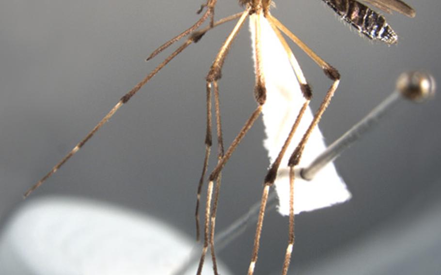 The mosquito Psorophora Ciliata is bigger than most other species and is known for its vicious nature.