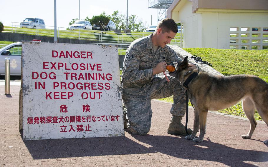 Senior Airman James Burger of the 18th Security Forces Squadron plays with his military working dog before training to search for explosives at Kadena Air Base, Okinawa, Nov. 20, 2018.