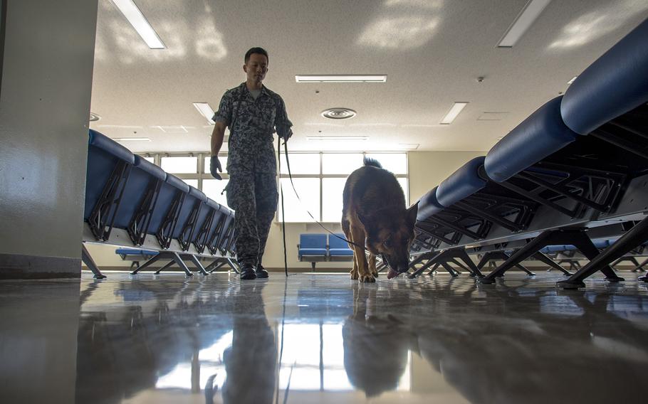 Japan Air Self-Defense Force Staff Sgt. Ataushi Harasawsa searches for explosives with his military working dog at the passenger terminal at Kadena Air Base, Okinawa, Nov. 20, 2018.