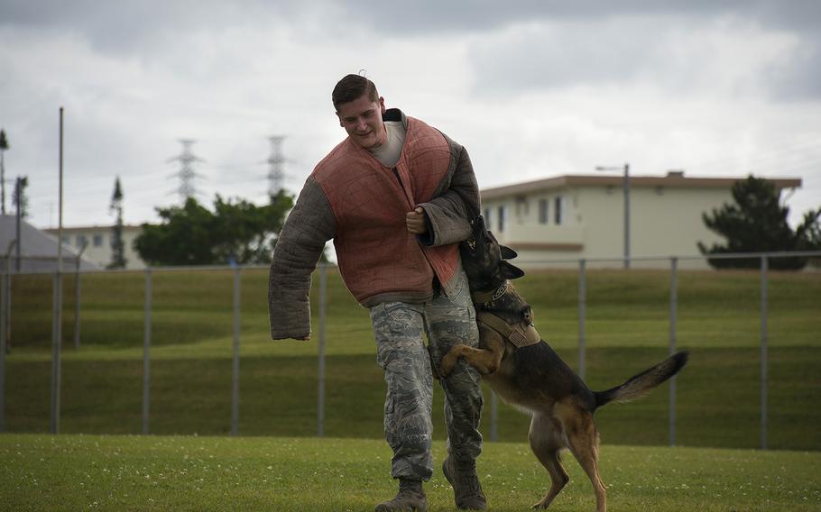 Senior Airman James Burger of the 18th Security Forces Squadron trains with a military working dog at Kadena Air Base, Okinawa, Nov. 19, 2018.