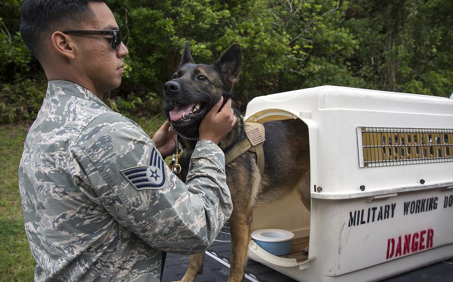 Staff Sgt. Charles Gamez of the 18th Security Forces Squadron prepares his military working dog partner for search training at Kadena Air Base, Okinawa, Nov. 19, 2018.