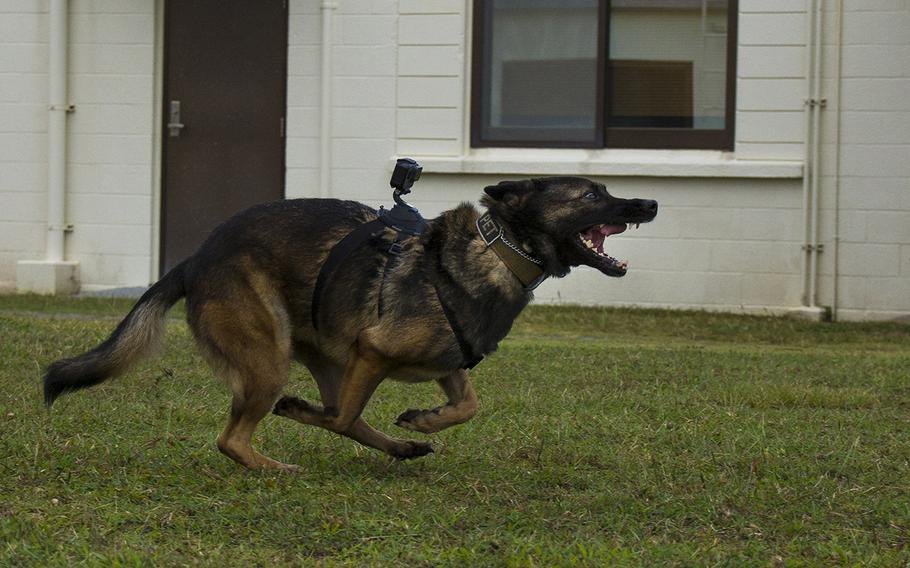 A military working dog assigned to the 18th Security Forces Squadron moves to attack during training at Kadena Air Base, Okinawa, Nov. 19, 2018.