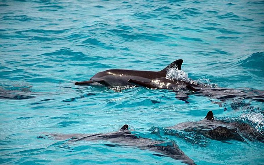 Under the new rules announced by the National Marine Fisheries Service on Dec. 20, 2018, marine mammals such as these spinner dolphins commonly found near Hawaii, will receive greater protection from Navy training and testing.