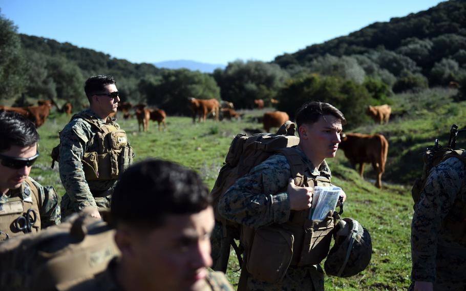 U.S. Marines with the Special Purpose Marine Air-Ground Task Force Crisis Response Africa walk past a herd of cows, during training near Barbate, Spain, Thursday, Dec. 20, 2018.
