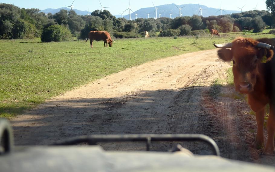 Cows looking at Marines driving through a Spanish base, during training near Barbate, Spain, Thursday, Dec. 20, 2018.
