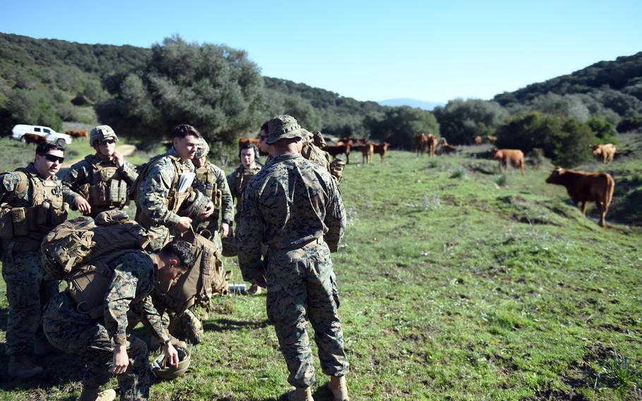 U.S. Marines with the Special Purpose Marine Air-Ground Task Force Crisis Response Africa, check out nearby cows, during training near Barbate, Spain, Thursday, Dec. 20, 2018.