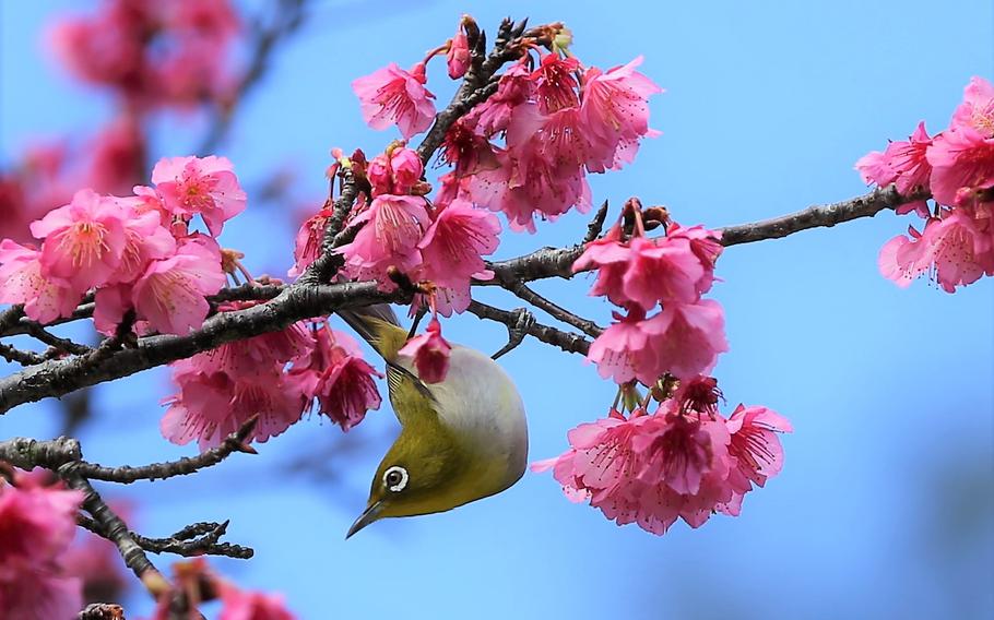 A Japanese mejiro perches on a kanhizakura tree.