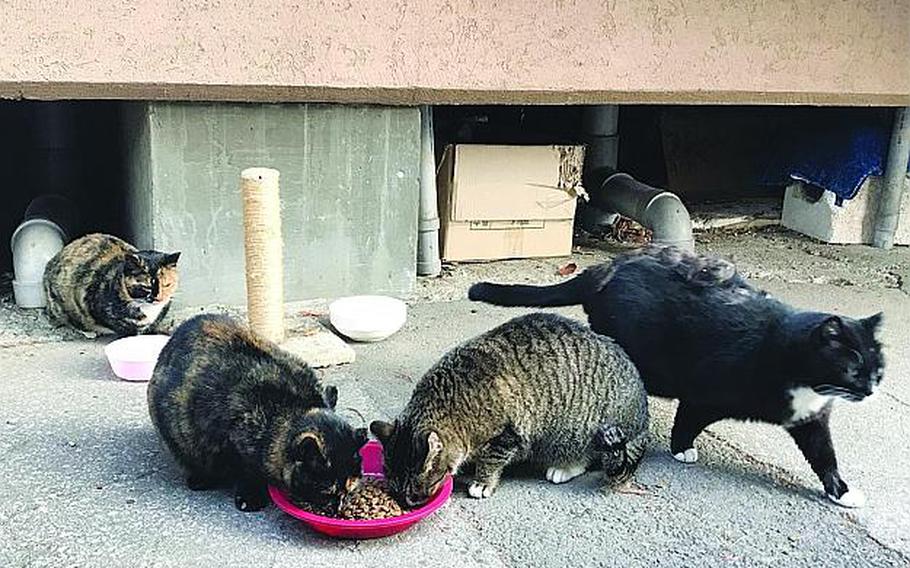 Officials at Yongsan Garrison in Seoul, South Korea, have estimated that the Army installation has about 70 stray cats, and they want to contain the problem before that number multiplies in the spring.