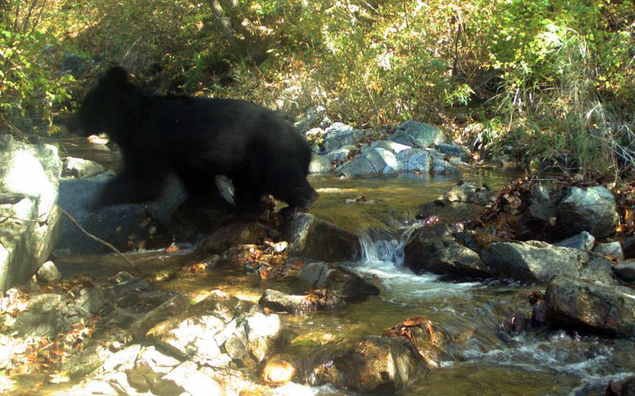 A rare Asiatic black bear cub has been photographed while crossing a stream in the Korean Demilitarized Zone.