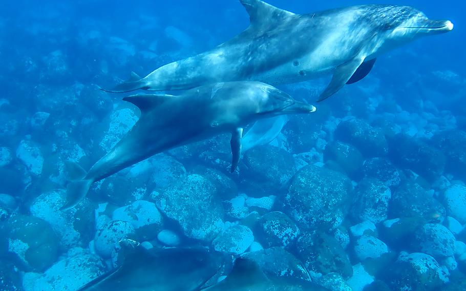 Indo-Pacific bottlenose dolphins living near Mikura Island, Japan, protect a calf during a swim in May 2019.
