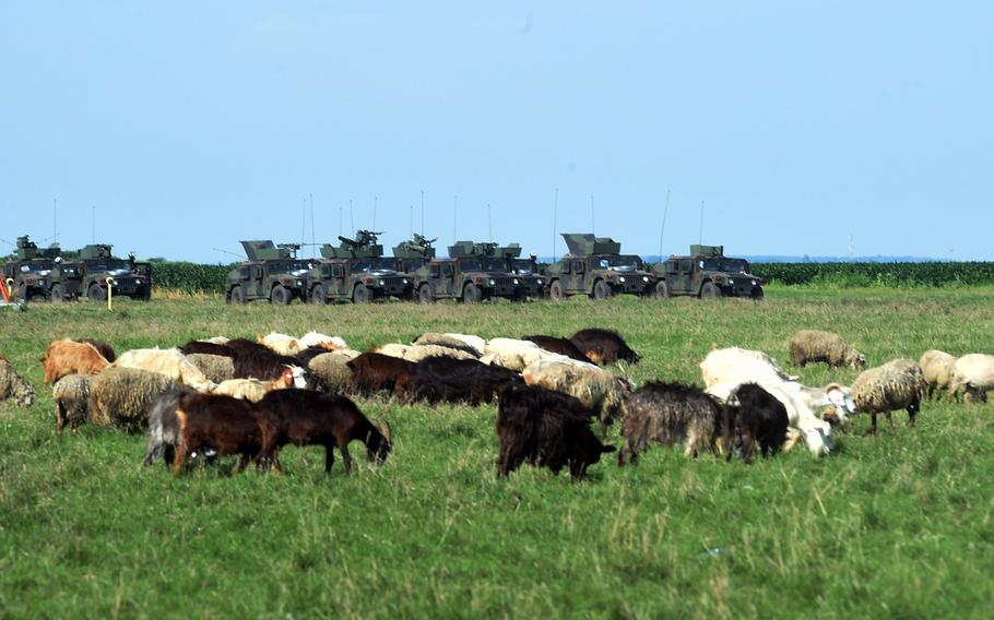 Goats and sheep graze near several U.S. Humvees during Exercise Swift Response, in Romania, Friday, June 14, 2019.