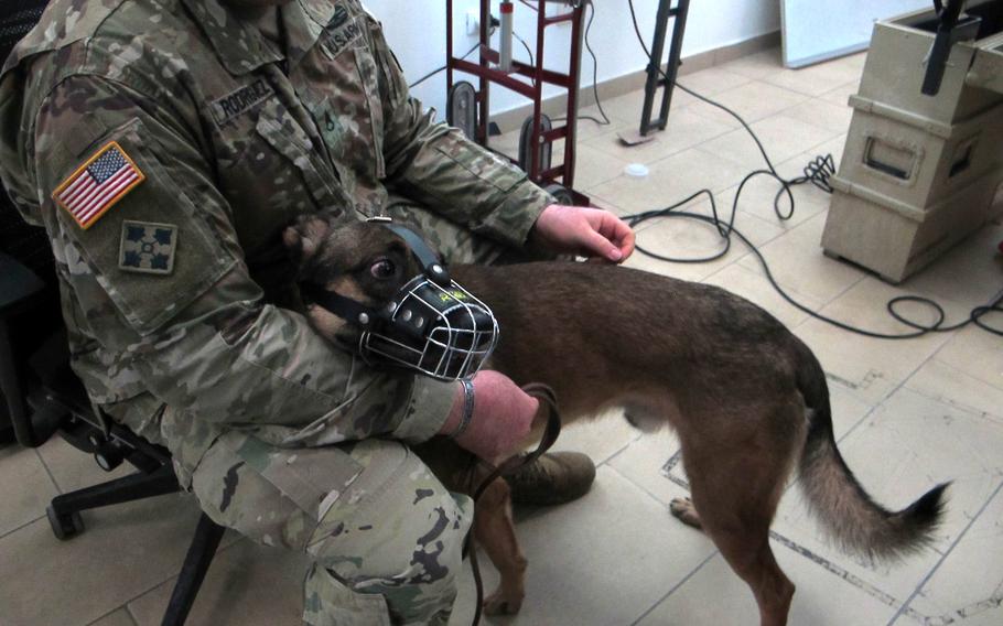Military working dog Riso, a young Belgian Malinois, attends canine first aid training for combat medics with the 173rd Airborne Brigade on Dec. 5, 2019 at Caserma Del Din in Vicenza, Italy.