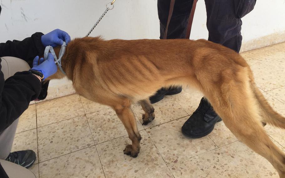 A malnourished bomb-sniffing dog named Mencey is seen in an April 2018 photo taken when a team of veterinary workers from the U.S. went to Jordan to try to prevent an outbreak of illness among U.S.-trained dogs. The 3-year-old Belgian Malinois had leishmaniasis and was euthanized when his kidneys failed.

l