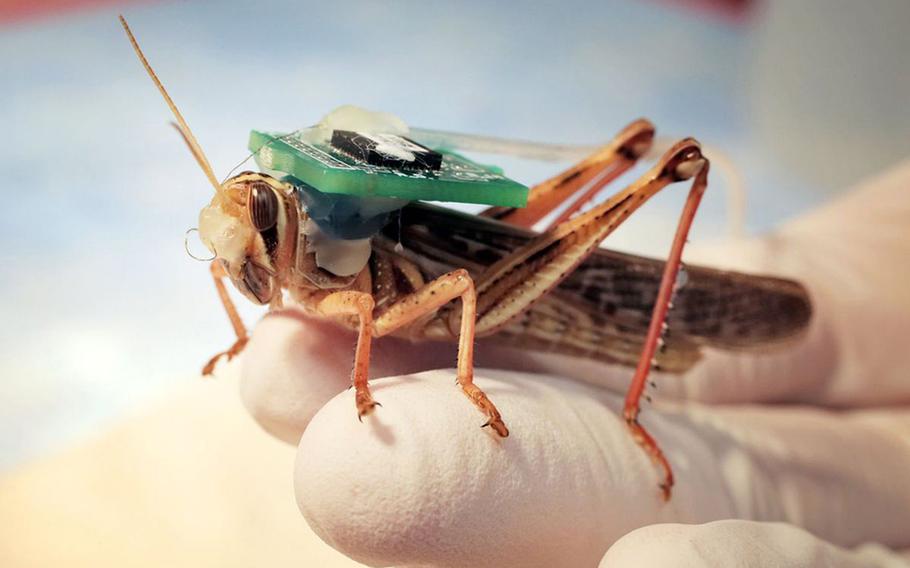 A 'cyborg' locust fitted with sensors to record its brain activity rests on a hand in an undated photo from the Raman Lab at Washington University's James McKelvey School of Engineering in St. Louis. Researchers have published a new study that says the insects can detect and distinguish between the scents of various explosive compounds.
