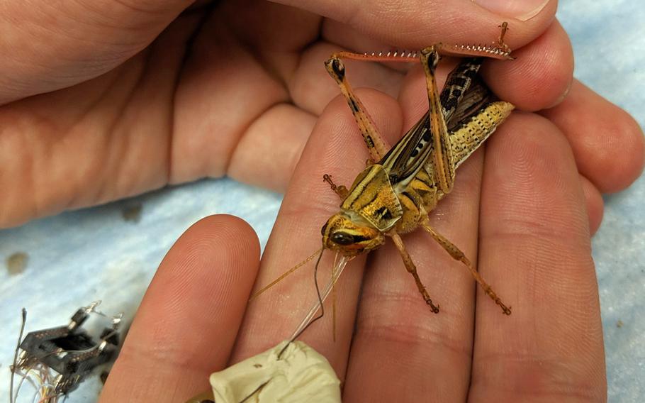 A locust is being fitted with sensors to record its brain activity in an undated photo from the Raman Lab at Washington University's James McKelvey School of Engineering in St. Louis. An August 2020 Navy-funded study found that the locusts can detect TNT and other types of explosive compounds.