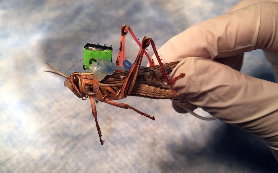 A 'cyborg' locust fitted with sensors to record its brain activity is displayed in an undated photo from the Raman Lab at Washington University's James McKelvey School of Engineering in St. Louis. Researchers have published a new study that says the insects can detect and distinguish between the scents of various explosive compounds.