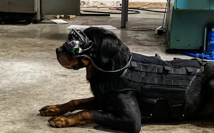 A test dog wears augmented reality goggles developed by the U.S. Army and the Seattle-based Command Sight. The technology could allow military dog handlers to direct their dogs remotely by giving them directions through prompts within the goggles.