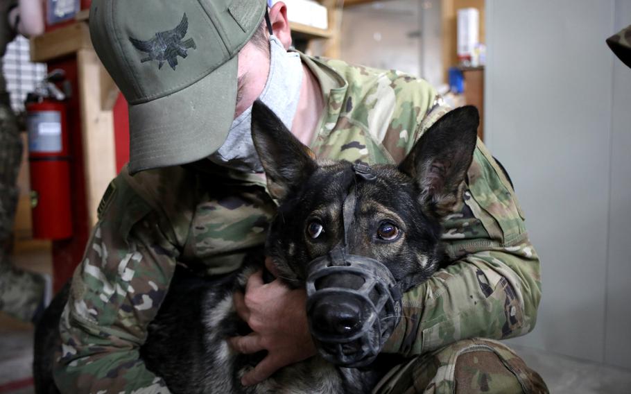 U.S. Army Sgt. Anthony Catania, a military working dog handler with the K9 Task Force at Al Asad Air Base, Iraq, embraces his patrol explosive detector dog, Boni, Oct. 7, 2020. Boni, a German Shepherd, was scheduled to have blood drawn so that the veterinary clinic can identify her blood type and initiate a blood bank for military working dogs.