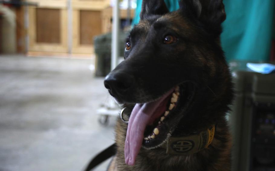 Rexo, a patrol explosive detector dog assisgned to the K9 Task Force at Al Asad Air Base, Iraq, arrives at the veterinary clinic at Role II Oct. 7, 2020. Rexo, a German Shepherd, was scheduled to have blood drawn so that the veterinary clinic can identify his blood type and initiate a blood bank for dogs.