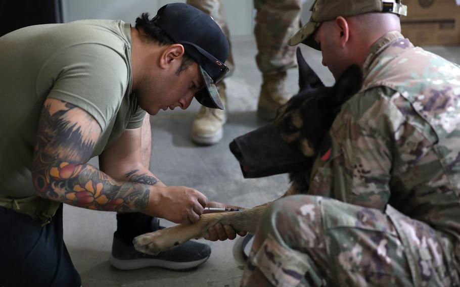 U.S. Army Sgt. Jason Salazar, a military working dog handler assigned to the K9 Task Force at Al Asad Air Base, Iraq, prepares to draw blood from Bubo, a patrol explosive detector dog, at the veterinary clinic at Role II, Oct. 8, 2020.